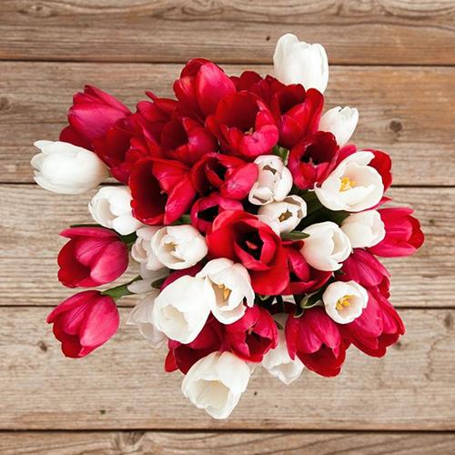 TULIPS 100 RED AND 100 WHITE COMBO BOX